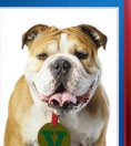 Victor E. Bulldog